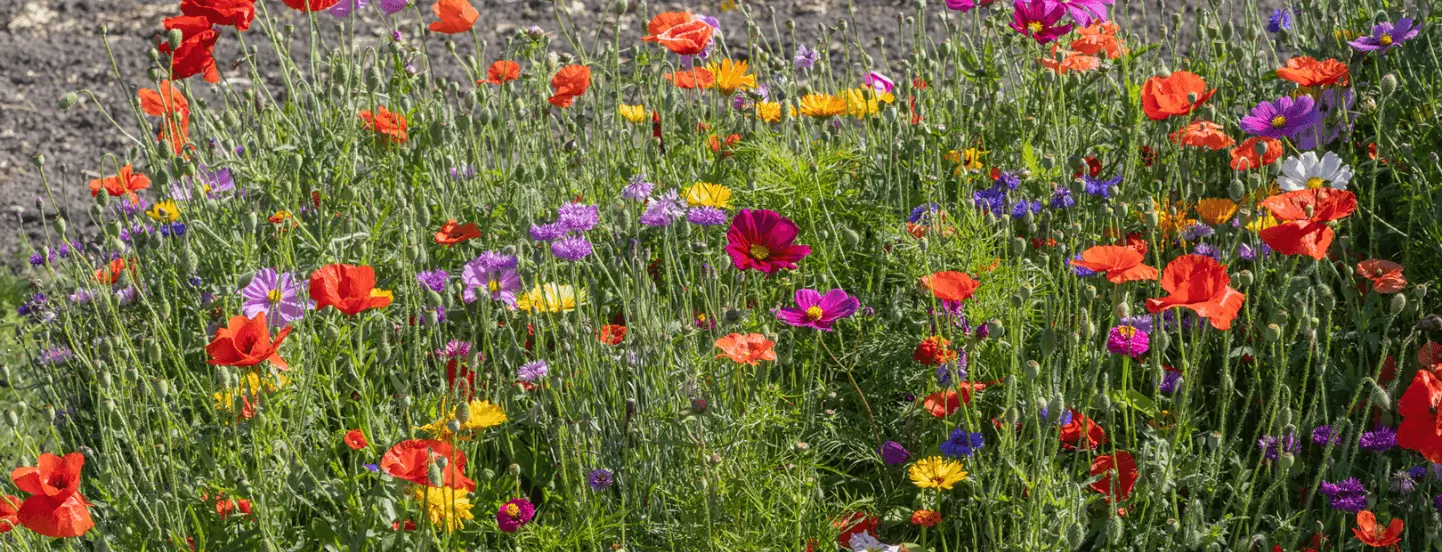 EconSeeds 2026 Varieties Assortment