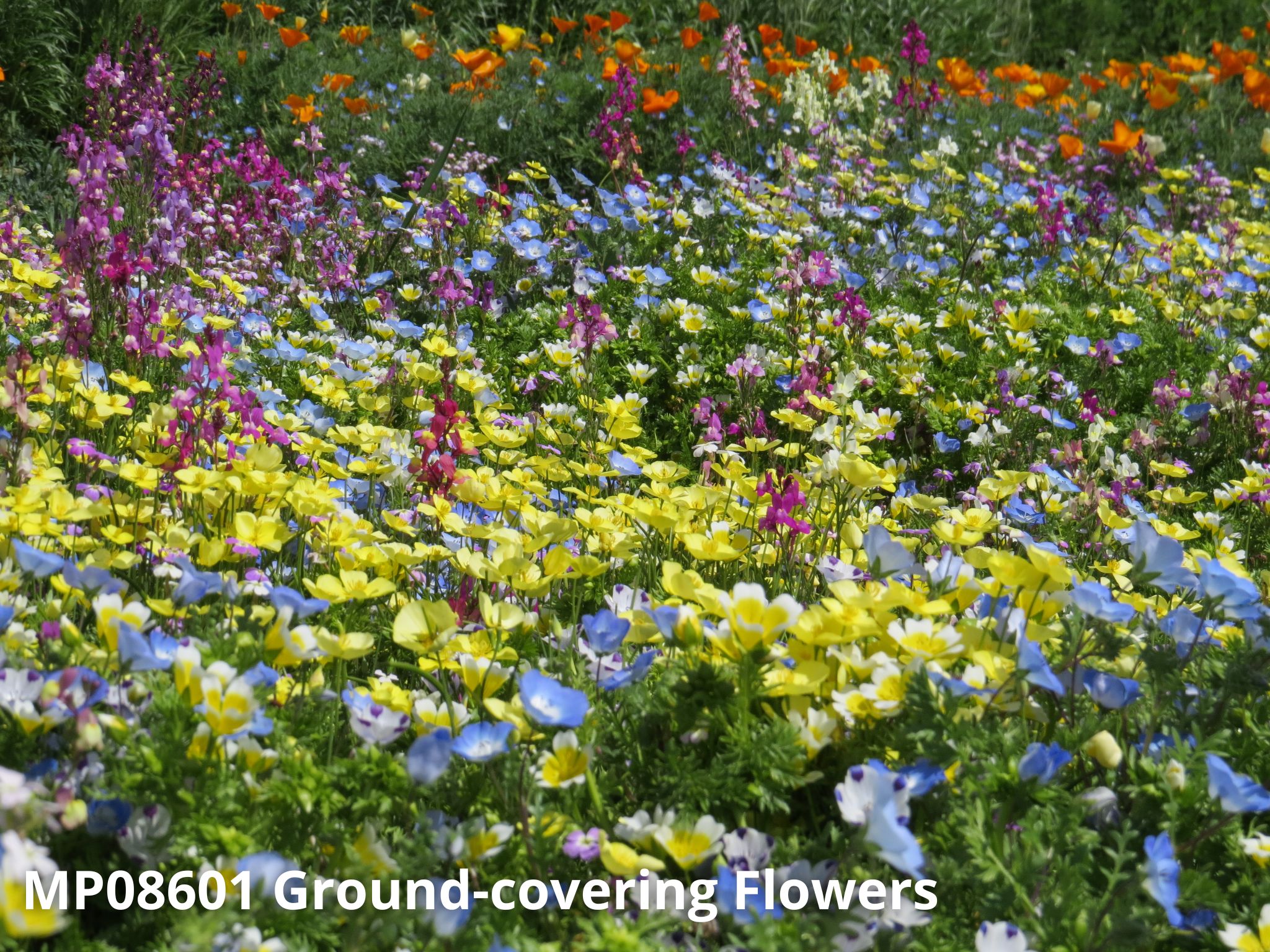 Why consider autumn sowing ?