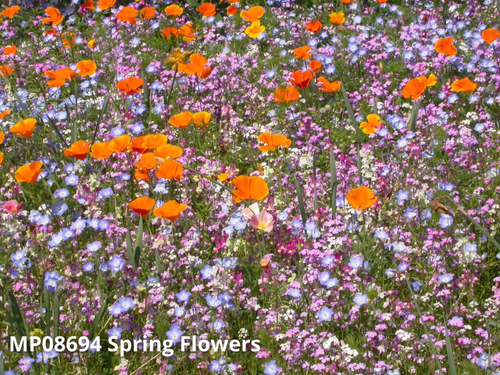 mp08694 spring flowers