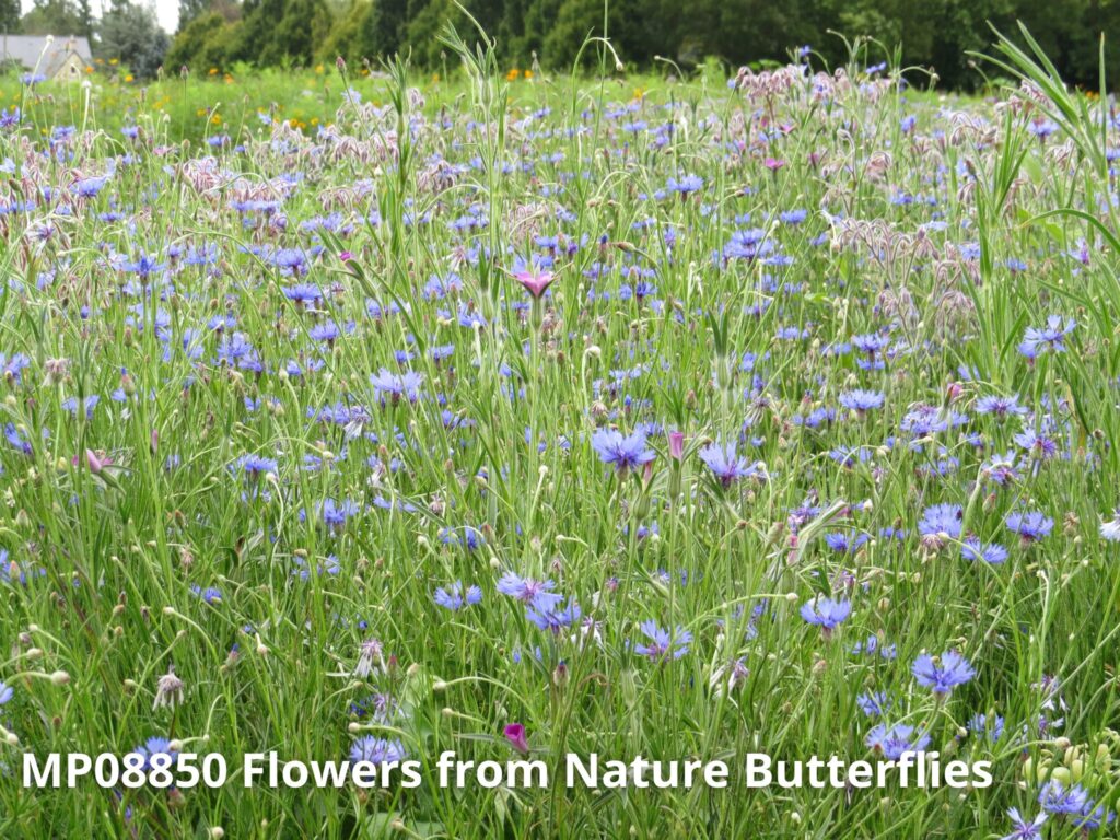mp08850 flowers from nature butterflies