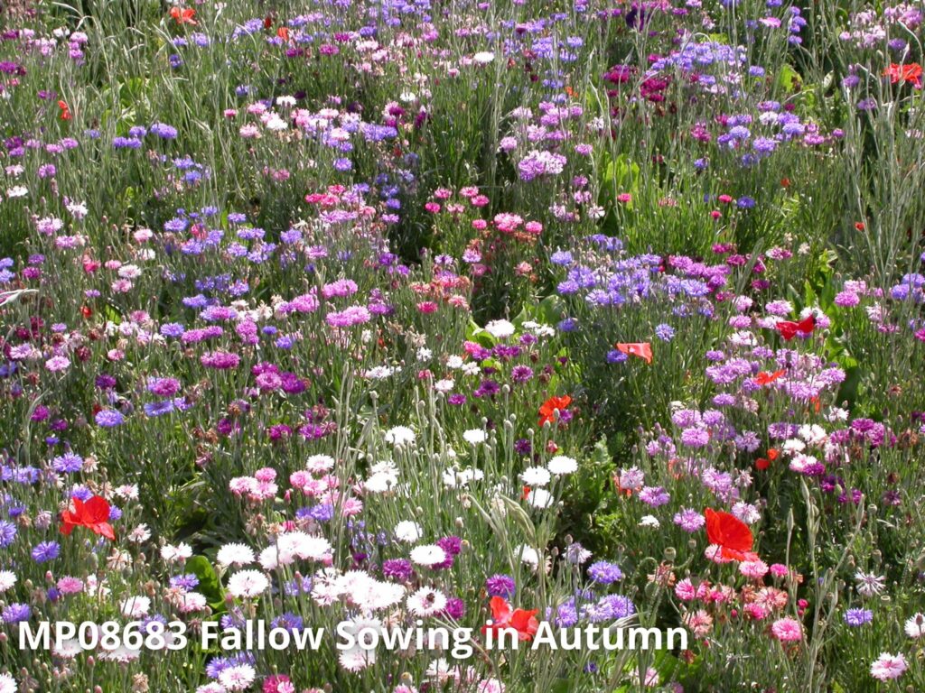 mp08683 fallow sowing in authum