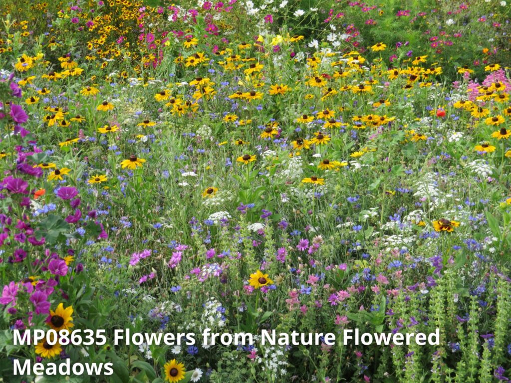 mp08635 flowers from nature flowered meadows
