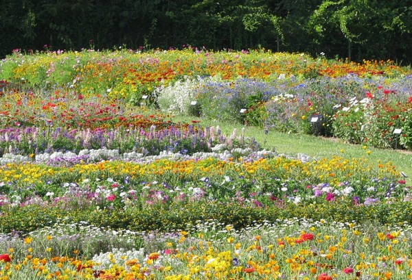 There Are Indeed Good Flower Seed Mixes on the Market